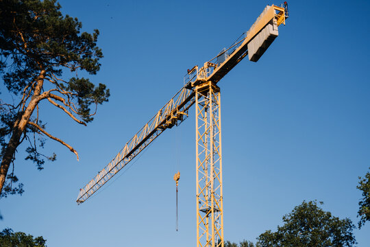 Tower crane jib and counterweight rise above pine canopy against clear sky. Housing construction expansion, suburban densification, building industry labour, loss of mature woodland