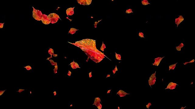 Colorful autumn maple leaves falling on transparent alpha channel background. Halloween fall season overlay animation for video compositing and decoration. Seamless loop 3d rendering animation.