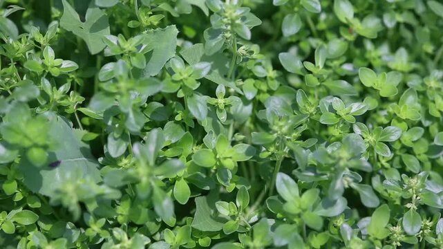 Detailed macro of aromatic thyme leaves forming a rich green texture. Perfect for culinary herbs, organic farming, botanical backgrounds, and promotional designs.