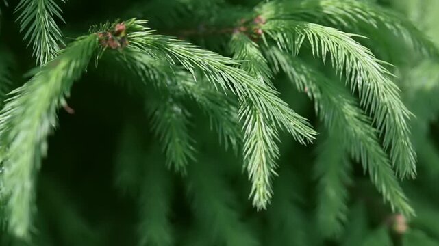 Close-up of vibrant green pine needles. Soft focus background enhances needle detail. Foliage sways gently, conveying calm nature. Perfect for nature, greenery, or seasonal themes