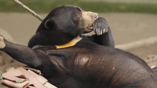 Malayan Sun Bear Grooming Raised Paw While Relaxing on Hammock