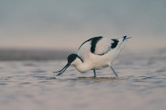 Avocette &Eacute;l&eacute;gante