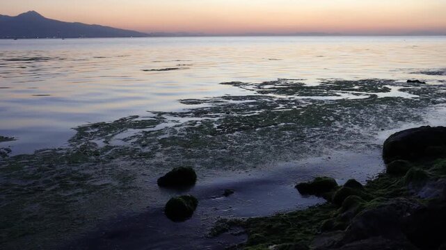 Sea Lettuce on the Rocky Shore at Dusk