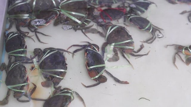 Fresh live crabs tied with green plastic ribbons in a shallow water tank at a seafood market. Dark mud crabs submerged in clear water ready for cooking or sale in a wet market environment.