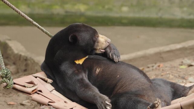 Malayan Sun Bear Grooming Paw While Resting on Hammock