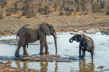 Male elephant and calf at Halali waterhole in Etosha National Park, wildlife safari and game drive in Namibia, Africa © Delphotostock