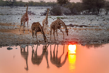 Giraffes at Okaukuejo waterhole in Etosha National Park at sunset, water reflections, wildlife safari and game drive in Namibia, Africa © Delphotostock