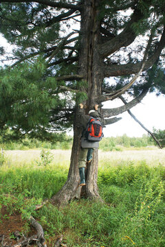 ecologist researcher climbs tall pine trunk, clinging to bark with backpack on back. forester is suspended on tree in grassy meadow, purposefully reaching upward along rough branches forest landscape