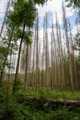 Durch Borkenkäfer abgestorbene Fichten im Kirnitzschtal bei Hinterhermsdorf 2 © Holger W. Spieker