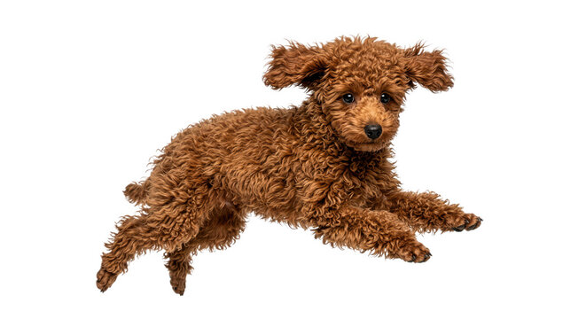 Adorable Brown Toy Poodle Puppy Jumping Mid Air