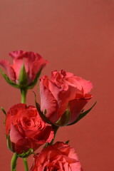 Fototapeta premium Red roses with copy space on coral background