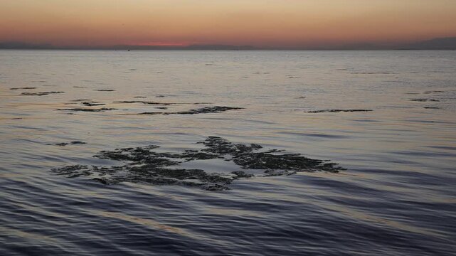 Sea Lettuce at the Surface after Sunset