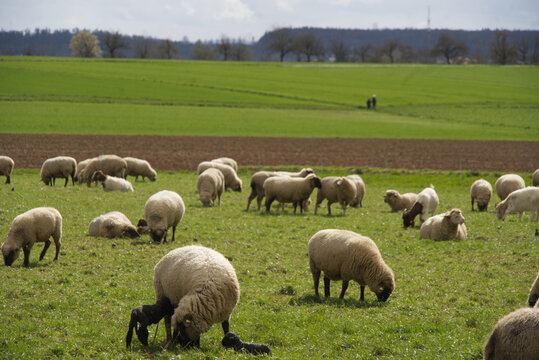 A flock of sheep enjoys the fresh pasture in the sunshine.