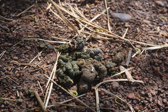 Dung on the ground