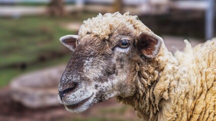 Close-up portrait of a domestic sheep with textured wool on a blurred outdoor farm background © Agsetio