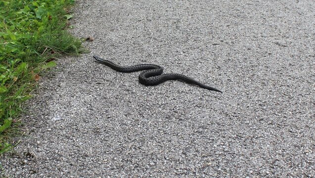 Black Viper Crawling on Asphalt Road with Grass.


