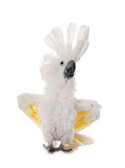 White cockatoo in studio © cynoclub