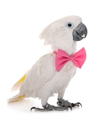 White cockatoo in studio © cynoclub