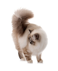 birman kitten in studio © cynoclub