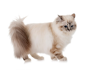 birman kitten in studio © cynoclub
