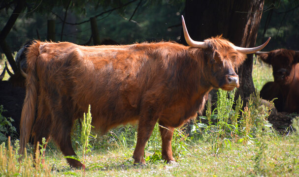 Highland cattle are a Scottish breed of cattle with long horns and long wavy coats which are colored black, brindled, red, yellow or dun.