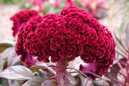 Dark red burgundy Celosia argentea variety cristata &lsquo;Dracula&rsquo; , also known as cockscomb in flower.