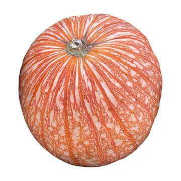 Winter squash featuring a vibrant orange color overlaid with a dense, web-like white speckled texture and a detailed green stem, pumpkin, autumn produce, unique harvest fruit, fall decoration.