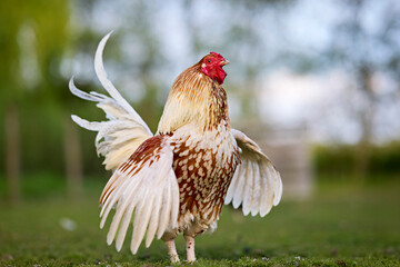 A proud rooster flapping its wings on a green lawn with a soft blurred background, showcasing beautiful white and speckled brown plumage. © erwin
