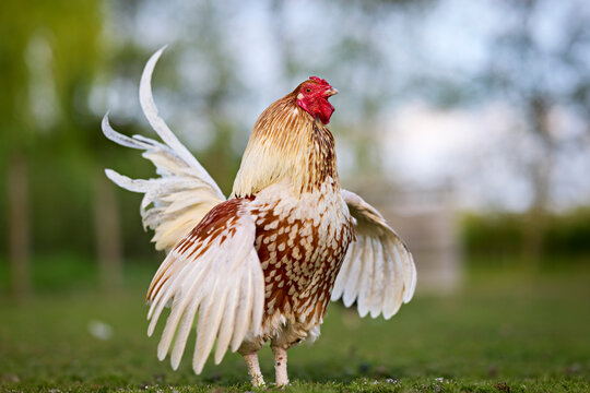 A proud rooster flapping its wings on a green lawn with a soft blurred background, showcasing beautiful white and speckled brown plumage.
