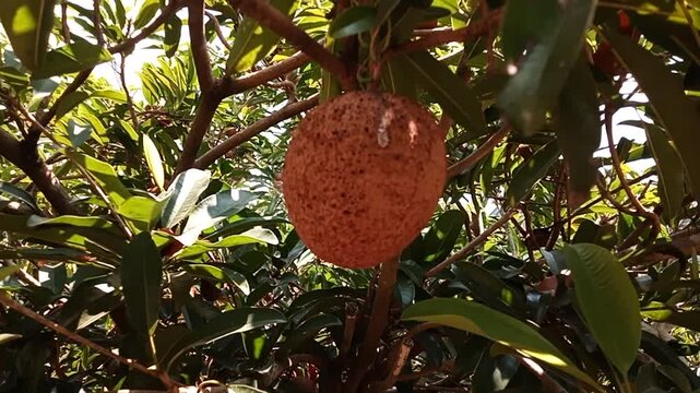 Fresh sapodilla fruits on a tree brach with green leaves