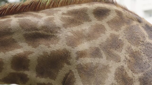 Giraffe Spotted Skin Pattern in Extreme Close Up