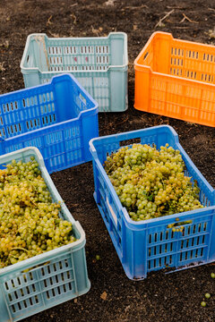 Plastic containers of harvested grapes on Lanzarote volcanic soil