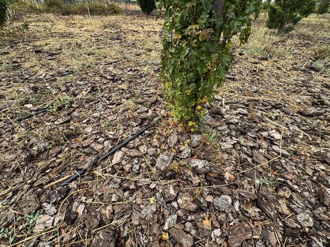 A young tree surrounded by brown pine bark mulch and irrigation pipes in a landscaped garden bed under an overcast sky on a bright day, showcasing natural ground cover.