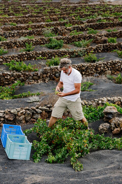 General shot of an adult man harvesting organic green grapes