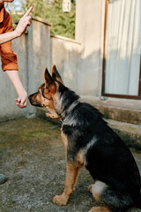 Obraz premium German shepherd sits attentively as a person in an orange shirt gestures with a finger in a training scene outdoors, highlighting obedience, focus, and human dog connection.