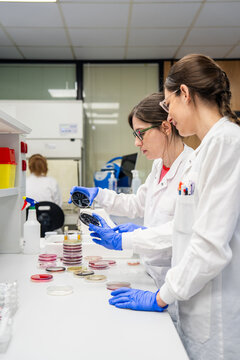 Scientists Work in a Laboratory Examining Petri Dishes