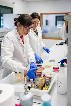 Scientists Work in a Lab With Petri Dishes and Test Materials