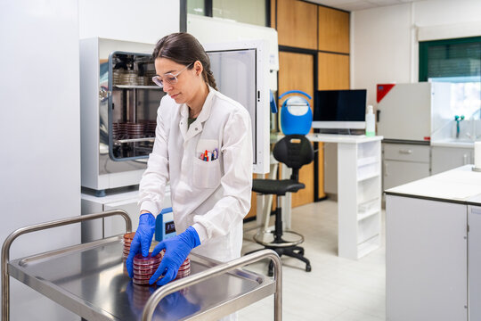 Scientist Working With Petri Dishes in Laboratory