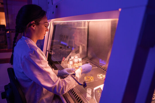 Scientist Works in Laboratory With Samples Under Purple Light