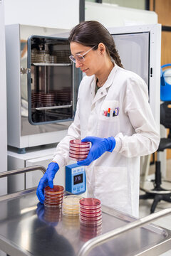 Scientist Works in Laboratory With Petri Dishes and Equipment