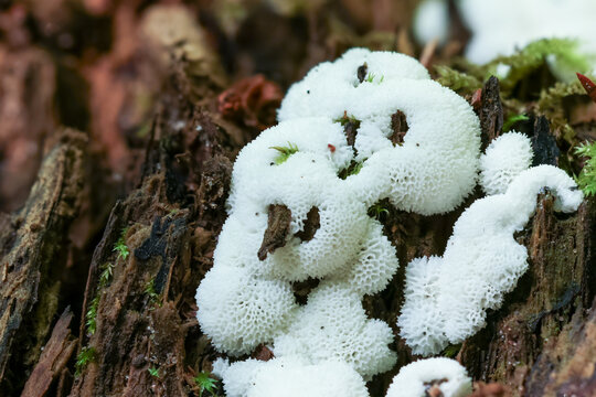 The honeycomb coral slime mold (Ceratiomyxa porioides)