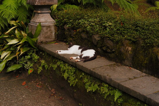 Chat qui dort dans la nature