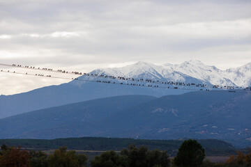 Etourneaux perchés sur une ligne électrique devant le Canigou enneigé, sous un ciel voilé de nuages au coucher du soleil. © Marc