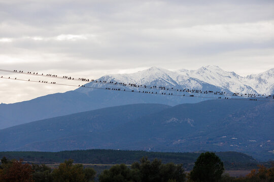 Etourneaux perch&eacute;s sur une ligne &eacute;lectrique devant le Canigou enneig&eacute;, sous un ciel voil&eacute; de nuages au coucher du soleil.