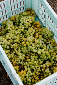 Overhead close-up of a plastic basket with bunches of organic grapes