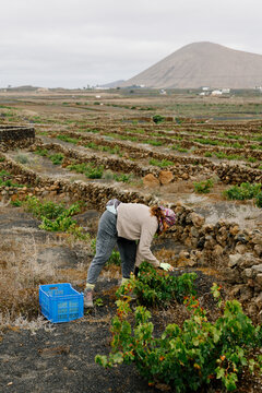 Woman harvesting grapes with pruning tongs in a Lanzarote vineyard.
