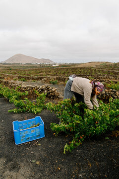 Woman hand-harvesting green grapes in a volcanic Lanzarote vineyard.