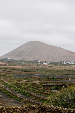 Panoramic view of organic vineyards in Lanzarote's volcanic soil.