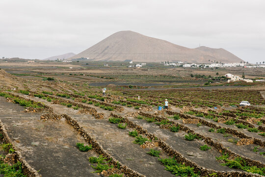 Panoramic view of vineyard crops in Lanzarote on a cloudy day.