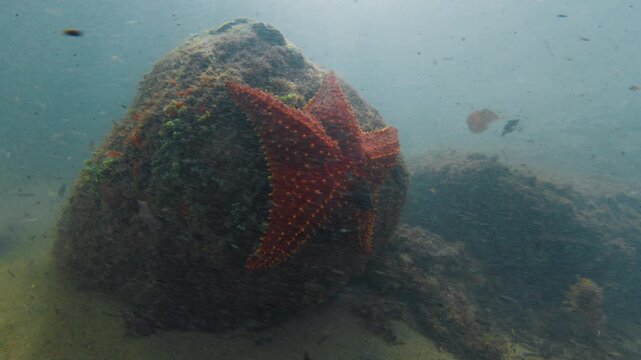 Underwater view of the red starfish on the rock